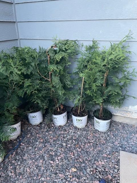 Spring Grove® Western Arborvitae (Thuja) - Customer Photo From Lisa Haselhorst