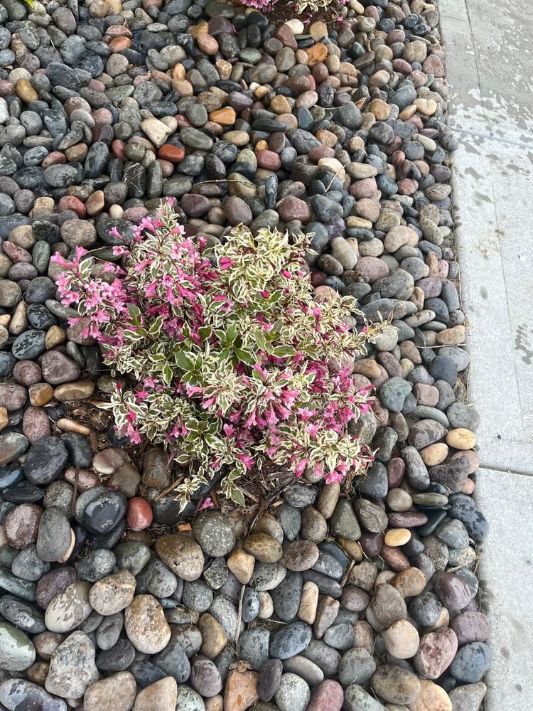 My Monet® Purple Effect (Weigela) - Customer Photo From Alison Bartling