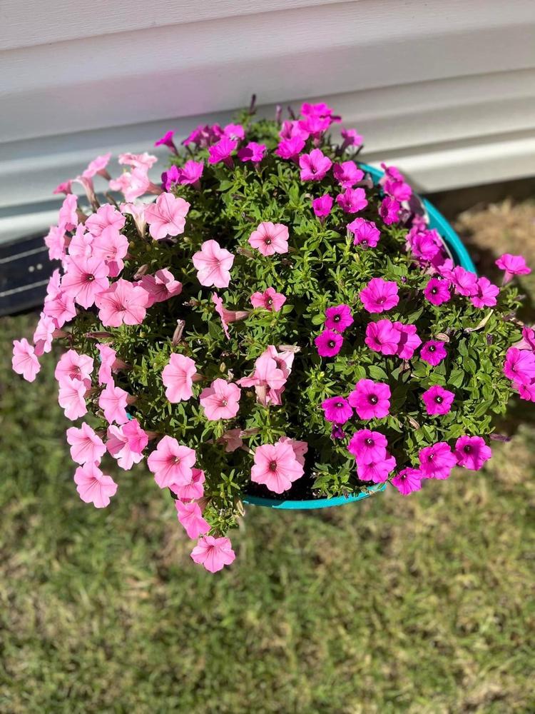 Superbells® Tropical Sunrise (Calibrachoa) - Customer Photo From Cynthia Hall