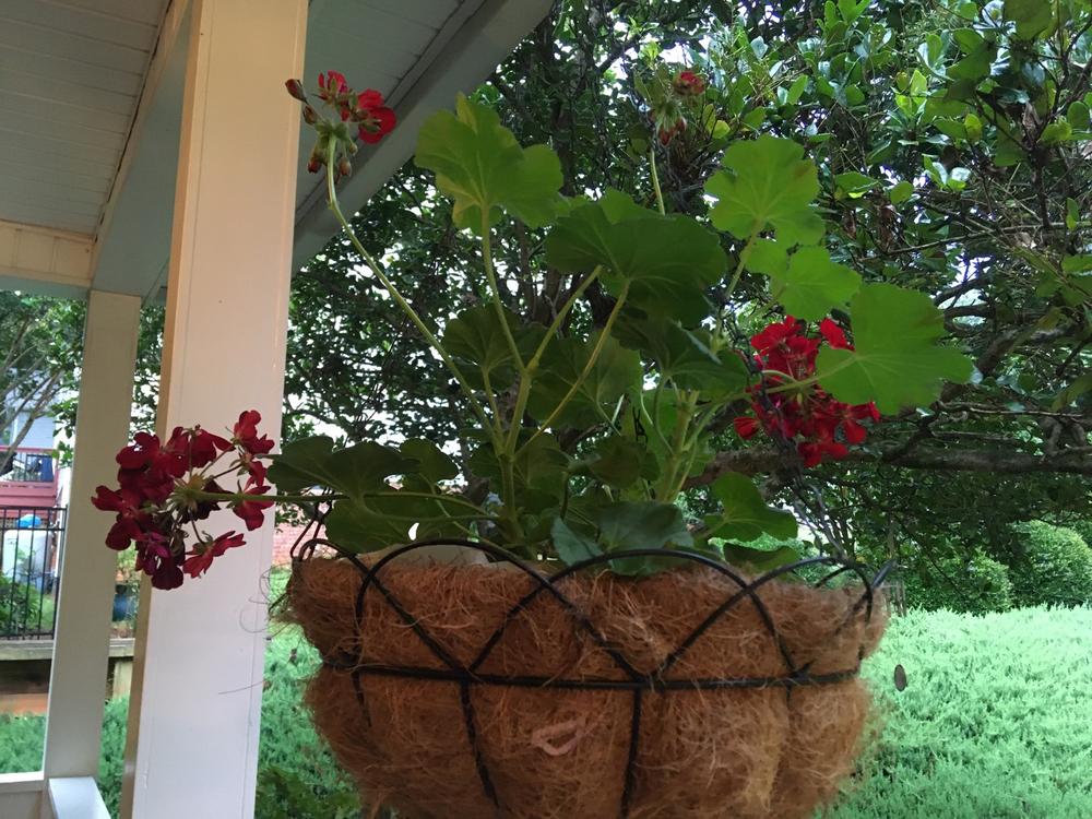 Boldly® Dark Red Geranium (Pelargonium) - Customer Photo From Virginia A. McMillan