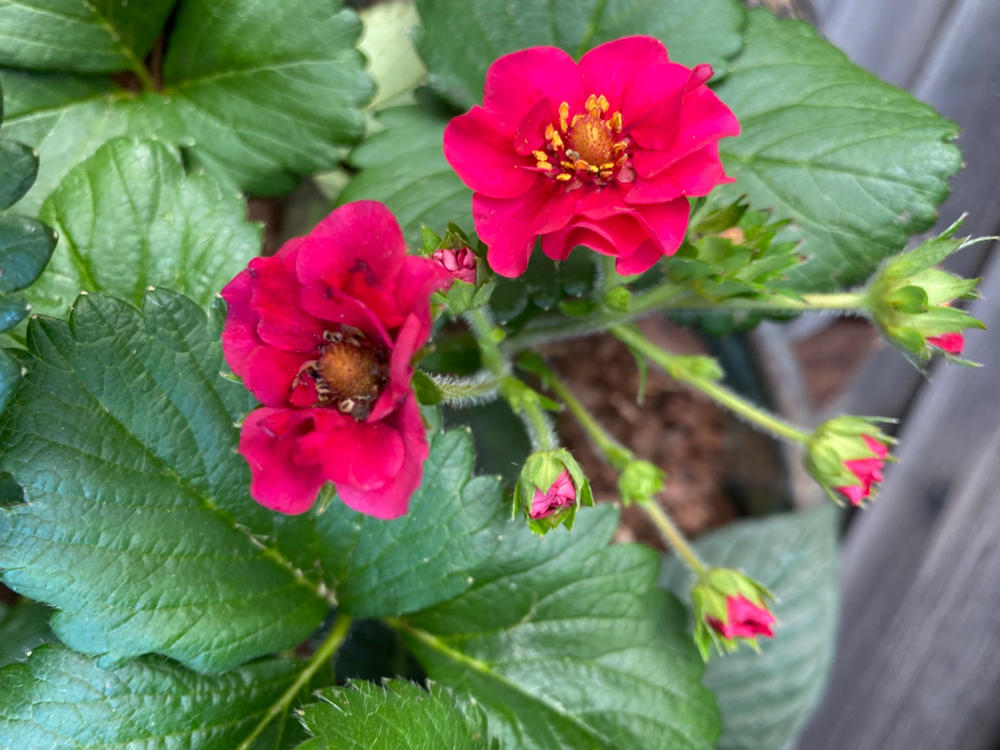 Berried Treasure® Red Strawberry (Fragaria) - Customer Photo From Bonnie Catlett