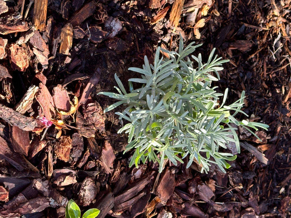 Sweet Romance® Lavender (Lavandula) - Customer Photo From Stephanie Troske