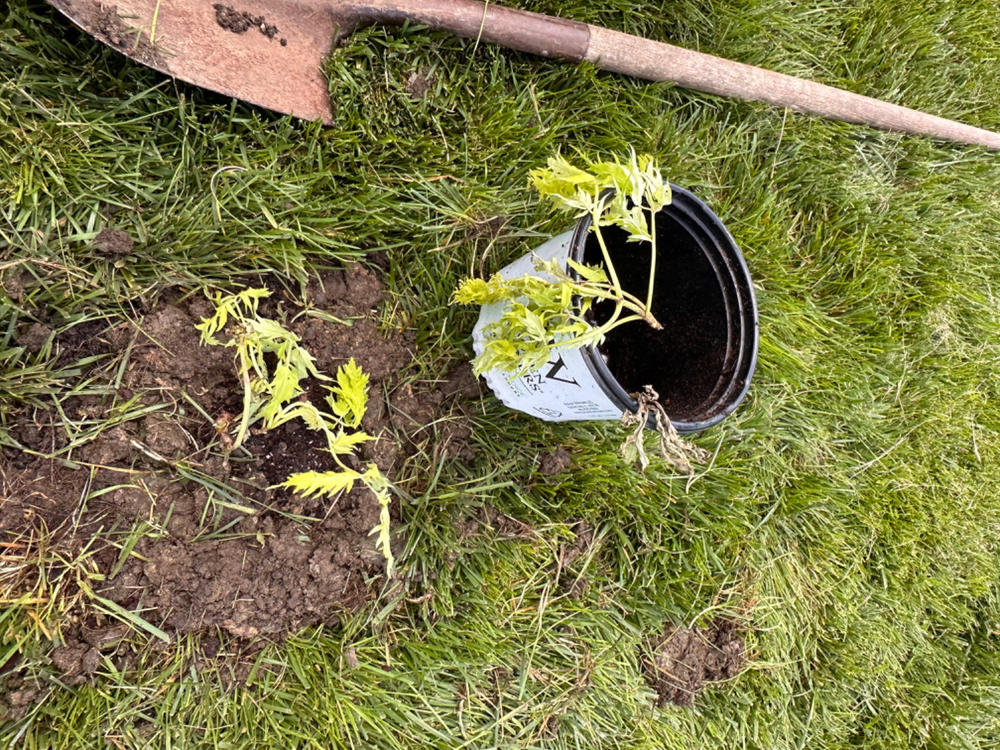 Lemony Lace® Elderberry (Sambucus) - Customer Photo From Susan Dunseath