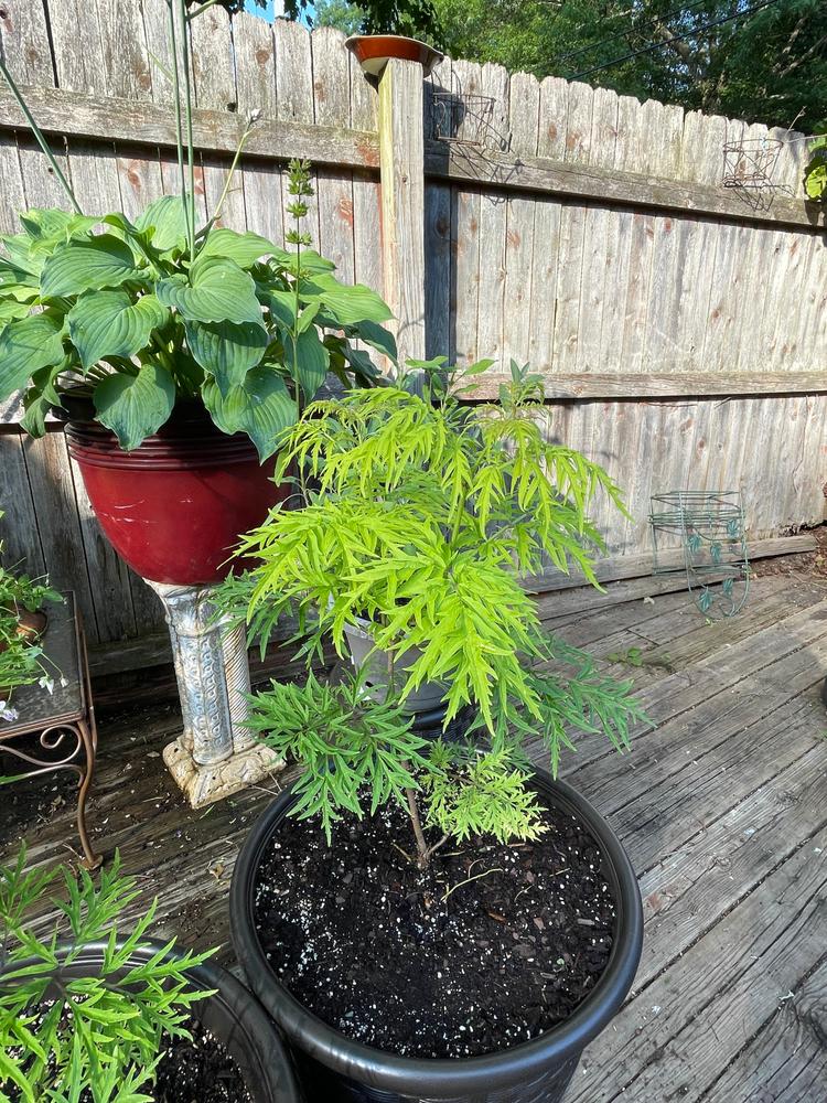 Lemony Lace® Elderberry (Sambucus) - Customer Photo From Nancy Wagner