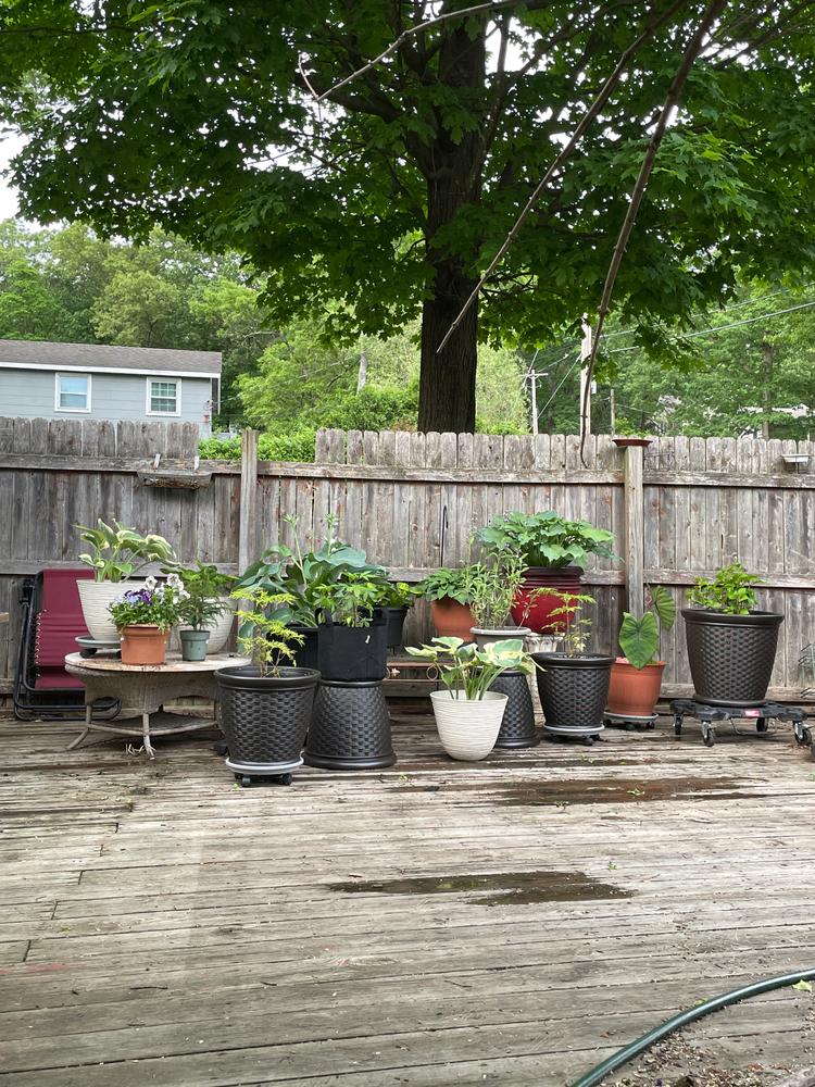 Lemony Lace® Elderberry (Sambucus) - Customer Photo From Nancy Wagner