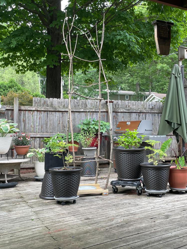 Lemony Lace® Elderberry (Sambucus) - Customer Photo From Nancy Wagner