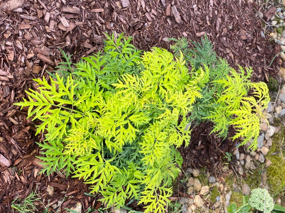 Lemony Lace® Elderberry (Sambucus) - Customer Photo From Lisa Lacombe