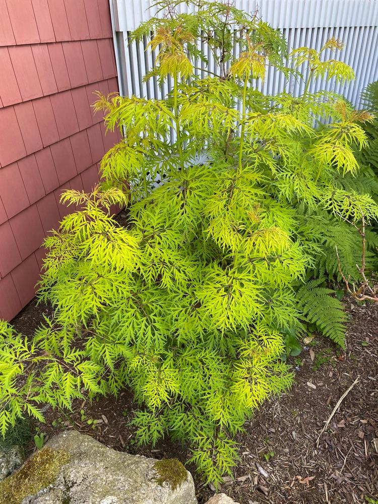 Lemony Lace® Elderberry (Sambucus) - Customer Photo From Lisa L