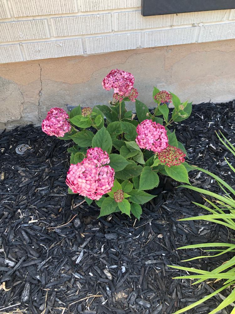 Invincibelle® Ruby Smooth Hydrangea (Arborescens) - Customer Photo From Jill Davis