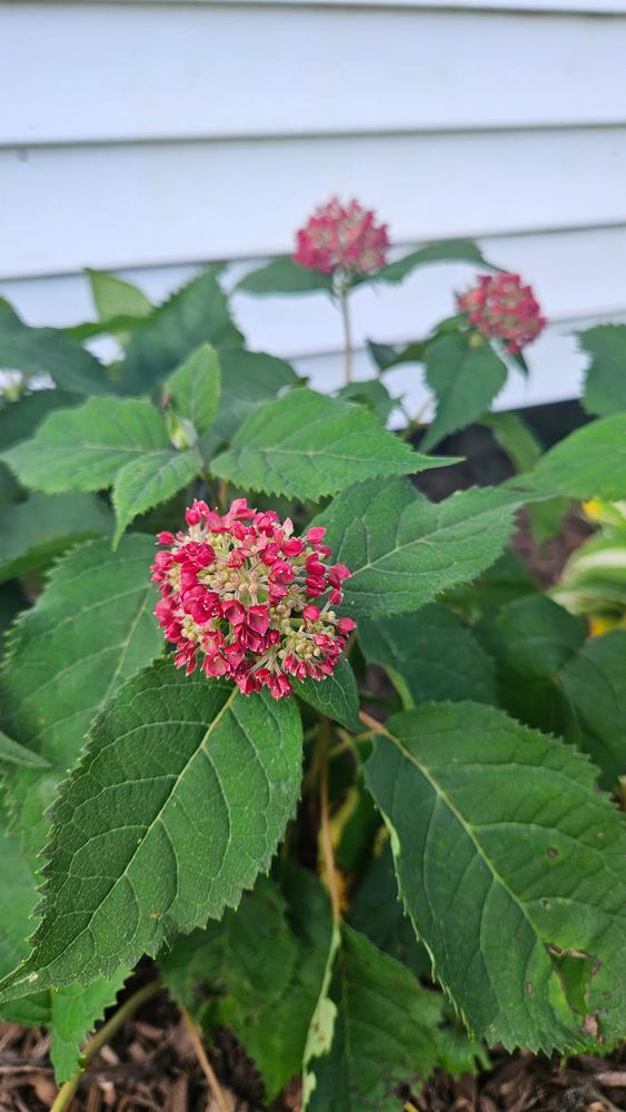 Invincibelle® Ruby Smooth Hydrangea (Arborescens) - Customer Photo From Jess