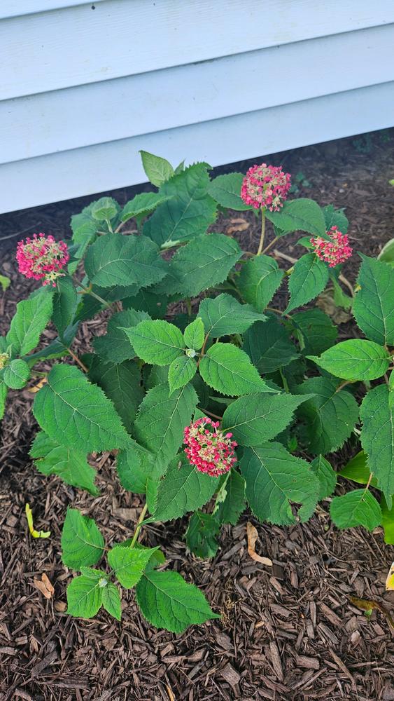 Invincibelle® Ruby Smooth Hydrangea (Arborescens) - Customer Photo From Jess