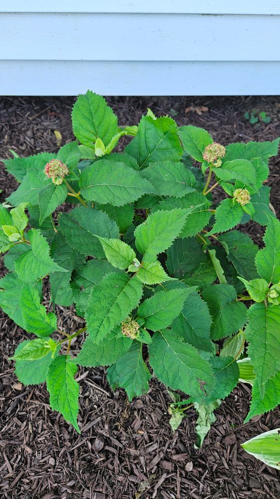 Invincibelle® Ruby Smooth Hydrangea (Arborescens) - Customer Photo From Jess