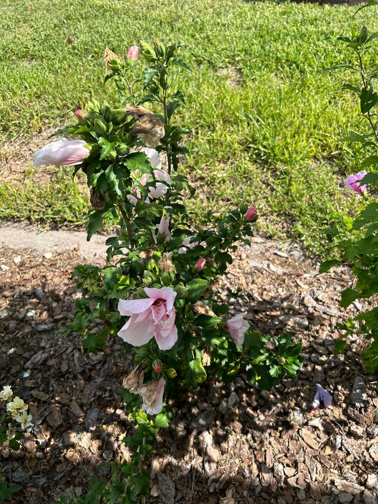 Pink Chiffon® Rose of Sharon (Hibiscus) - Customer Photo From Tammy