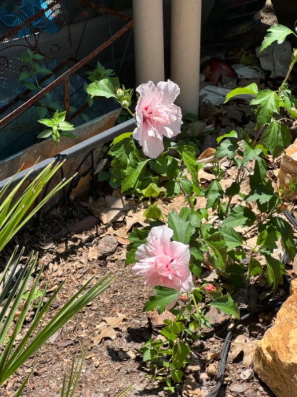 Pink Chiffon® Rose of Sharon (Hibiscus) - Customer Photo From Joy Pasternock