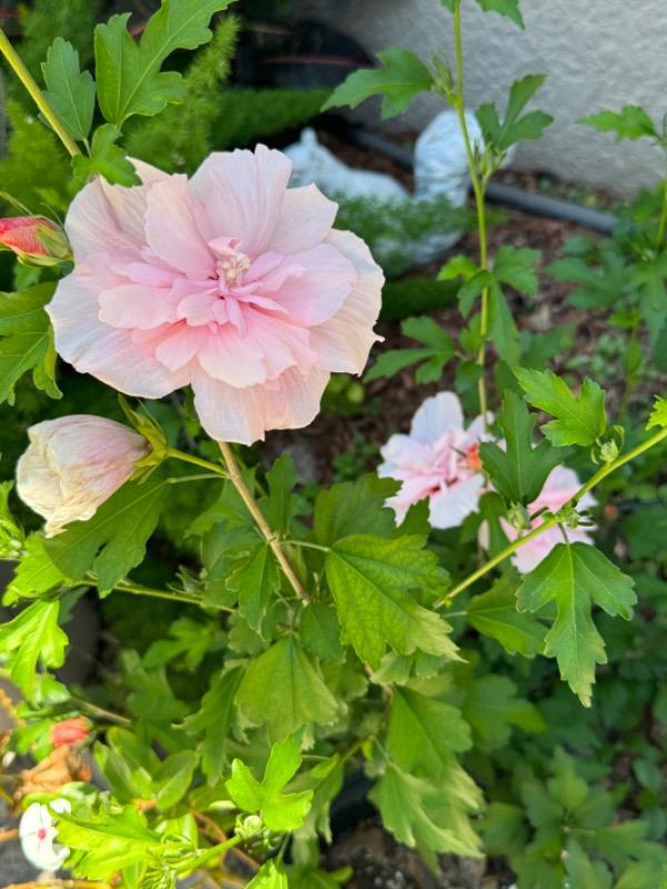 Pink Chiffon® Rose of Sharon (Hibiscus) - Customer Photo From Joy Pasternock