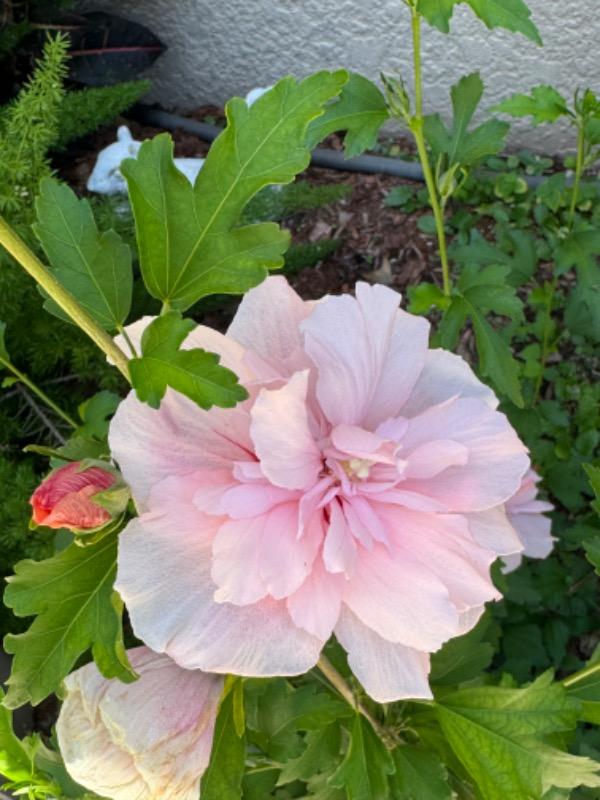 Pink Chiffon® Rose of Sharon (Hibiscus) - Customer Photo From Joy Pasternock