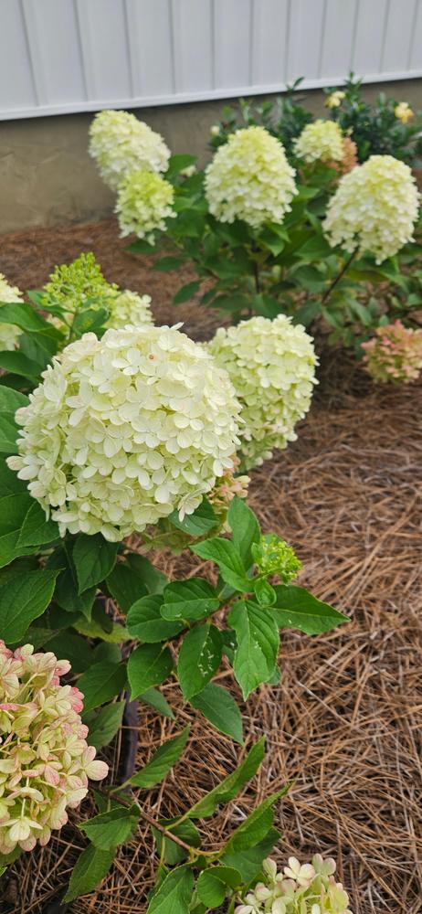 Fire Light Tidbit® Panicle Hydrangea (Paniculata) - Customer Photo From Renae