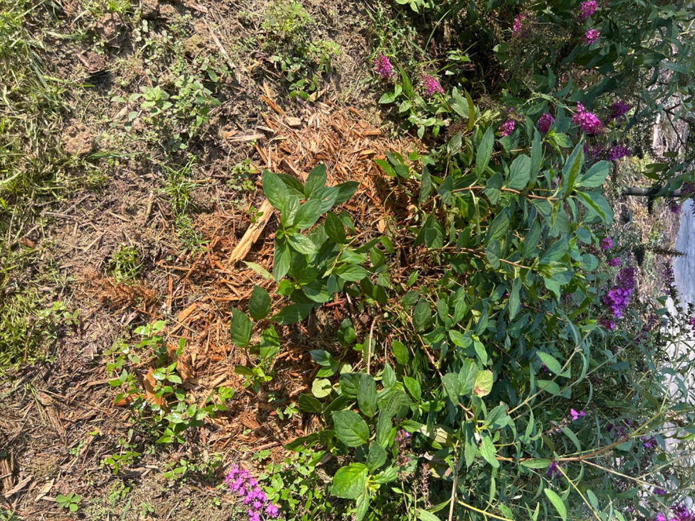 Limelight Prime®  Panicle Hydrangea (Paniculata) - Customer Photo From David Mosley