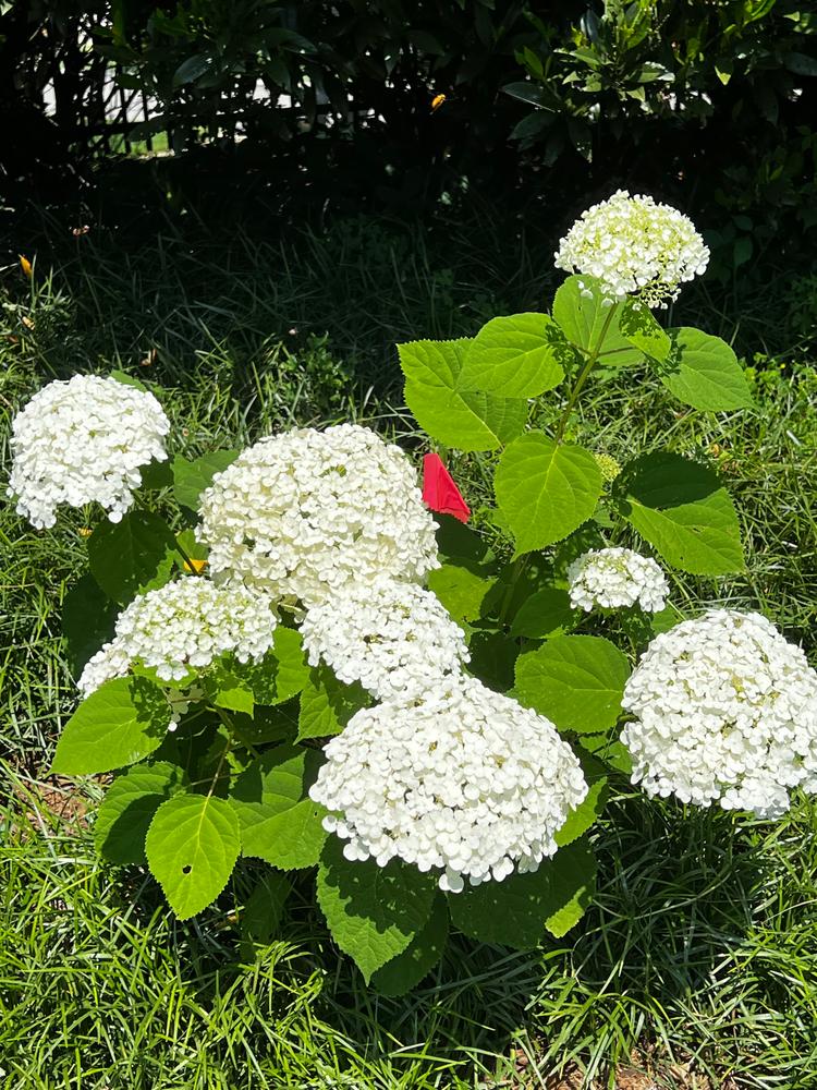 Limelight Prime®  Panicle Hydrangea (Paniculata) - Customer Photo From Johnette Pfingsten