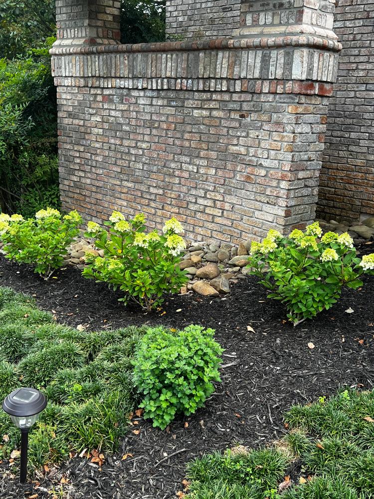 Limelight Prime®  Panicle Hydrangea (Paniculata) - Customer Photo From Johnette Pfingsten