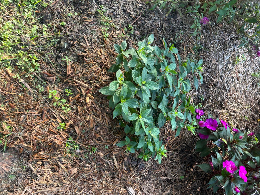 Limelight Prime®  Panicle Hydrangea (Paniculata) - Customer Photo From David Mosley