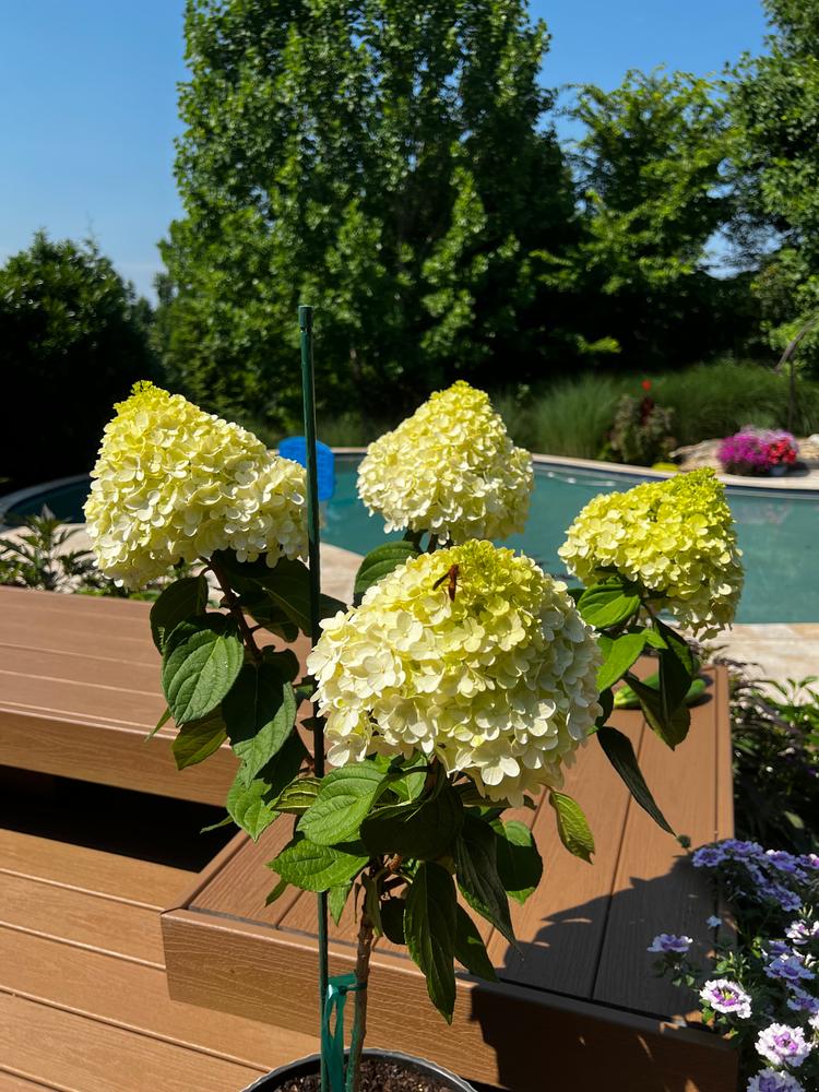 Limelight Prime®  Panicle Hydrangea (Paniculata) - Customer Photo From Johnette Pfingsten