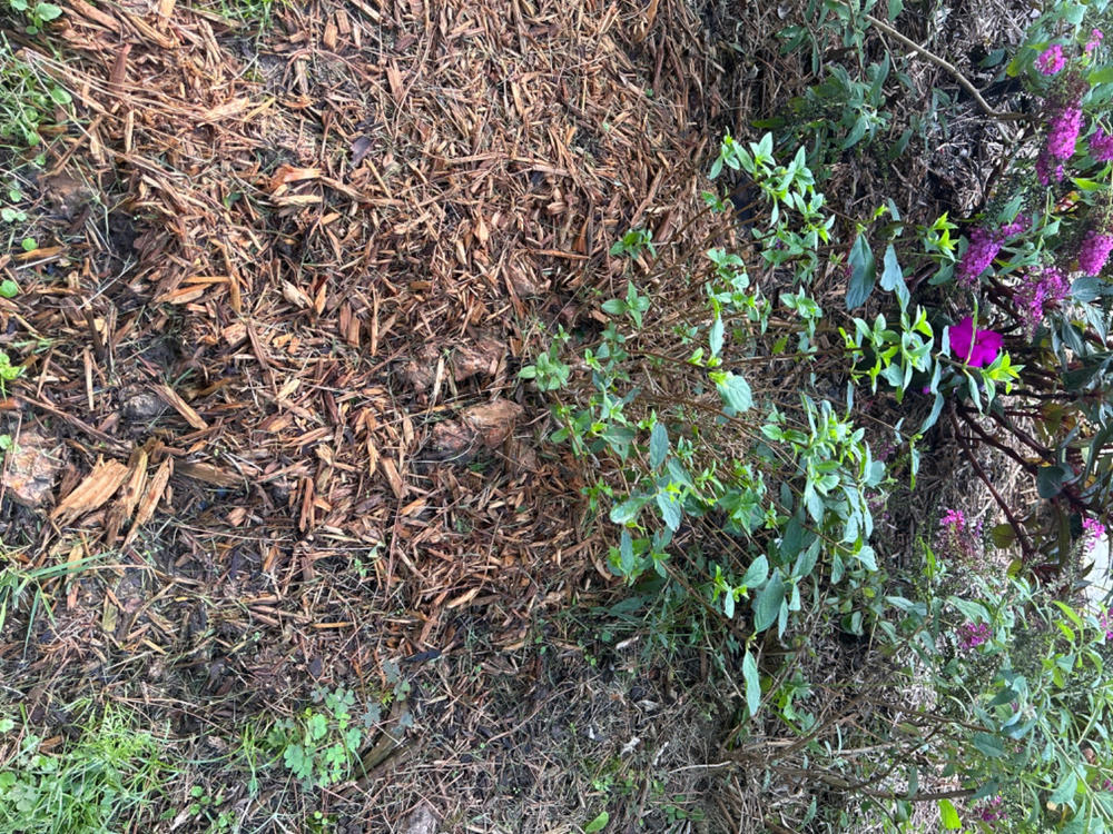 Limelight Prime®  Panicle Hydrangea (Paniculata) - Customer Photo From David Mosley