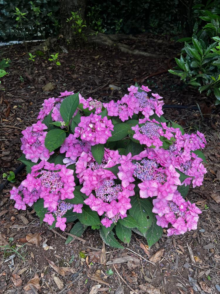 Limelight Prime®  Panicle Hydrangea (Paniculata) - Customer Photo From Johnette Pfingsten