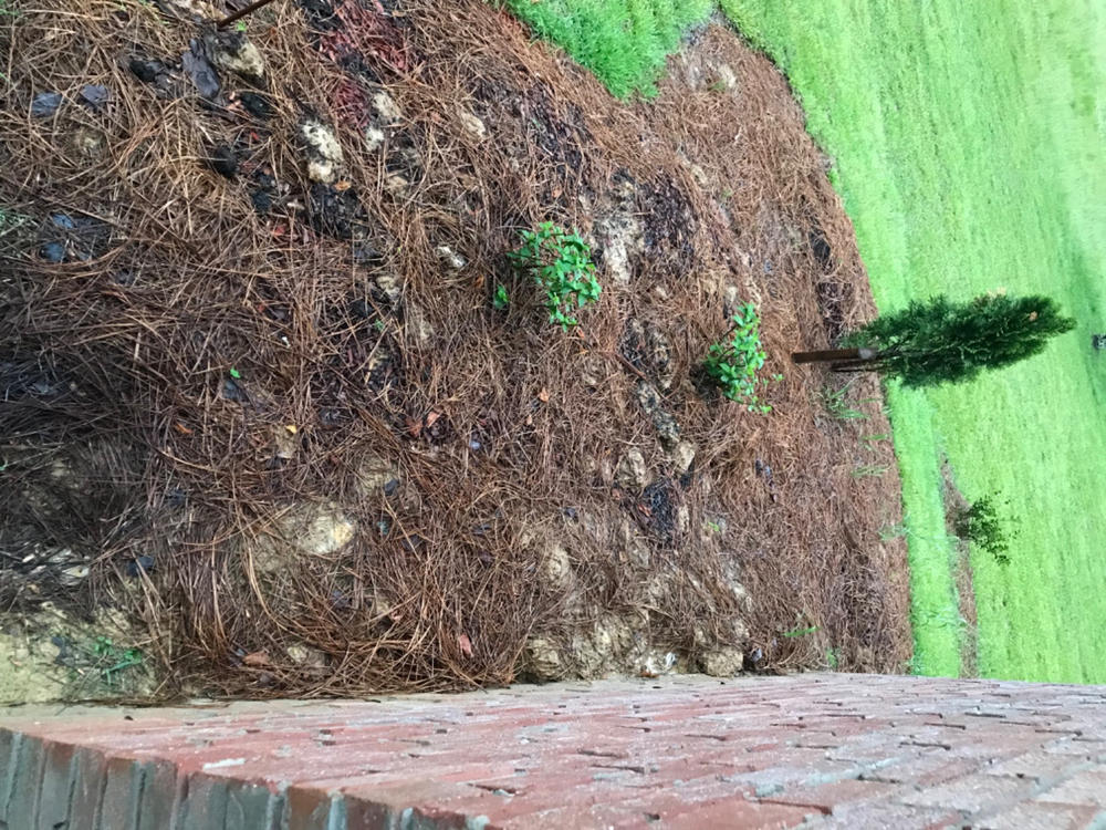 Limelight Prime™  Panicle Hydrangea (Paniculata) - Customer Photo From Colleen Little