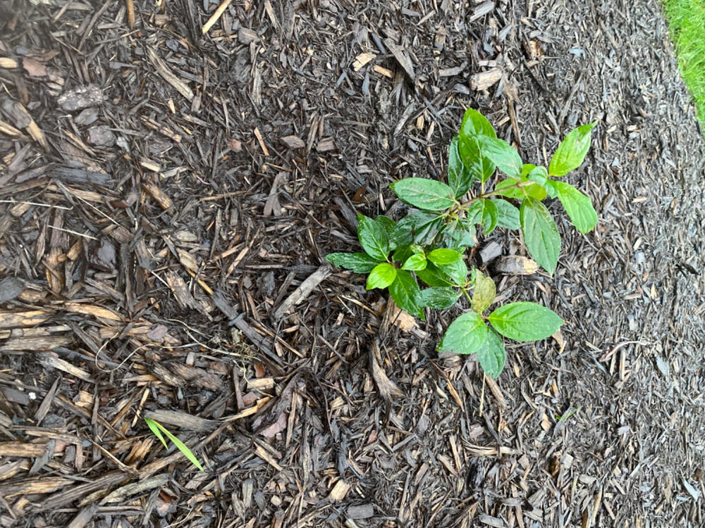 Limelight Prime™  Panicle Hydrangea (Paniculata) - Customer Photo From Julie Spranger