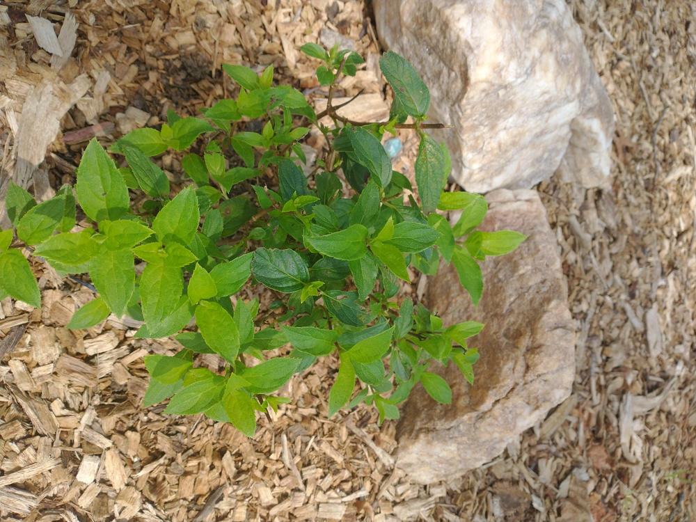 Quick Fire Fab™ Panicle Hydrangea (Paniculata) - Customer Photo From Carol Klingensmith