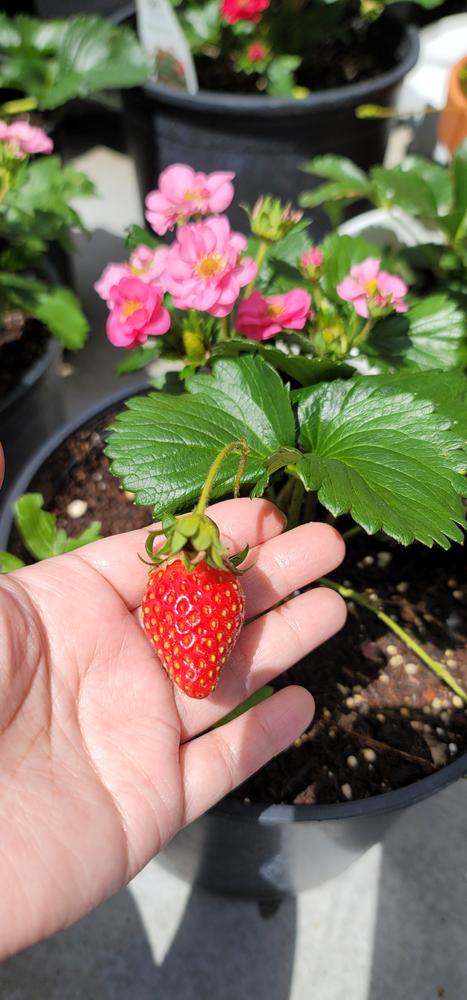 Berried Treasure® Pink Strawberry (Fragaria) - Customer Photo From Meilyn