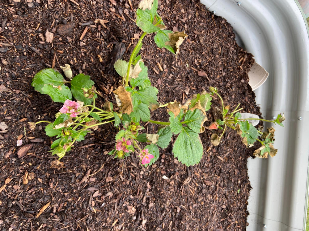 Berried Treasure® Pink Strawberry (Fragaria) - Customer Photo From Veronica Rendon
