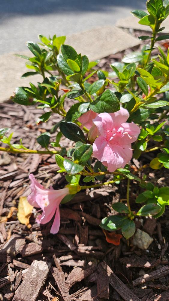 Perfecto Mundo® Double Pink Reblooming Azalea (Rhododendron hybrid) - Customer Photo From Jess