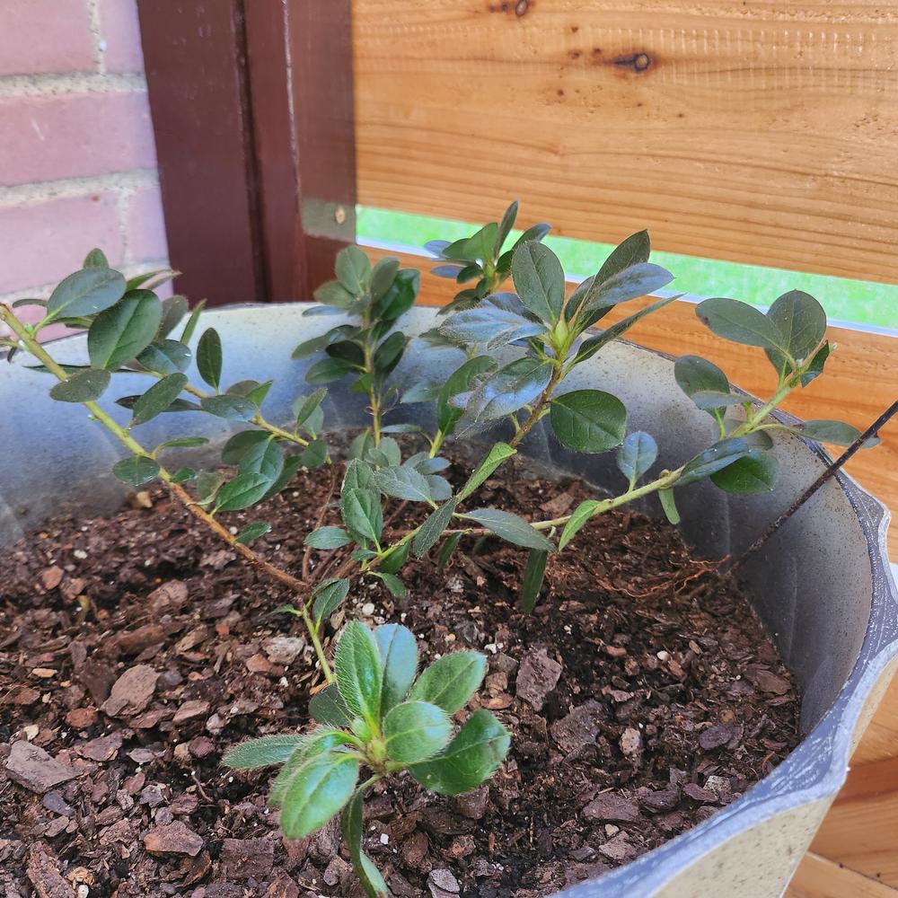 Perfecto Mundo® Double Purple Reblooming Azalea (Rhododendron hybrid) - Customer Photo From Rocio 