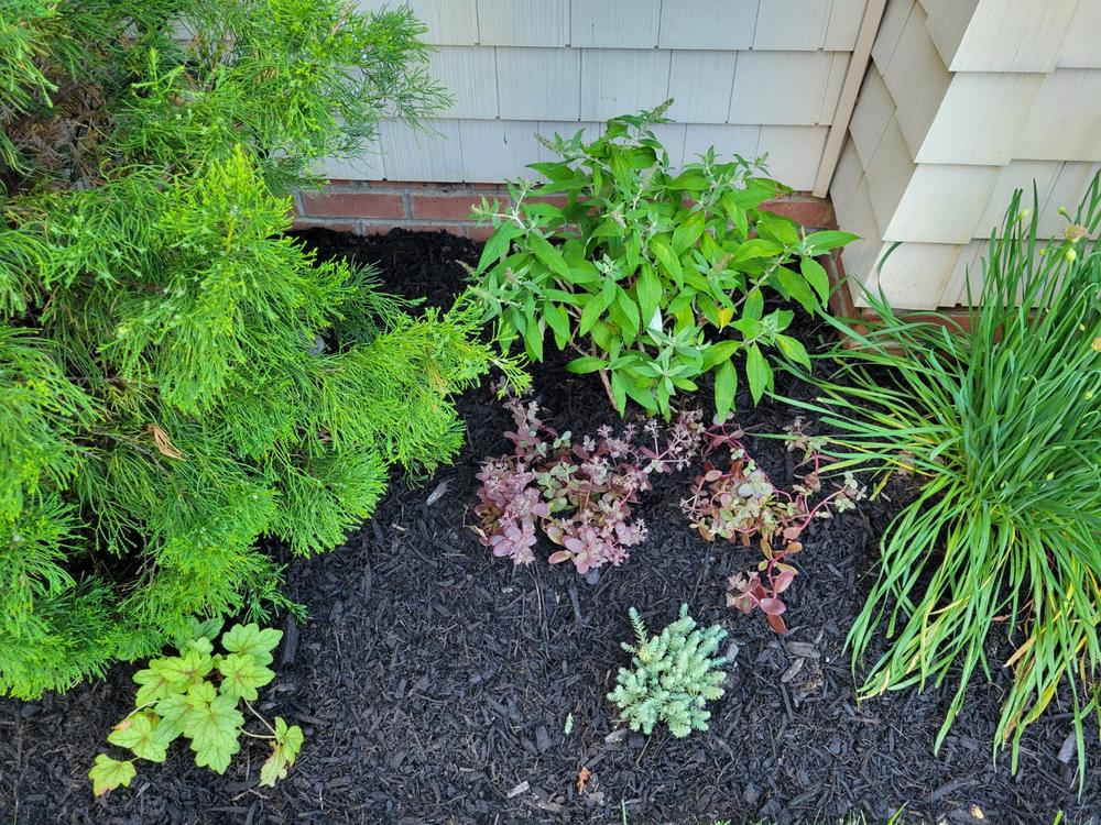 Pugster® Pinker™ Butterfly Bush (Buddleia) - Customer Photo From Cheryl Ann Sanatore