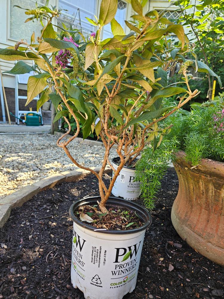 Pugster® Pinker™ Butterfly Bush (Buddleia hybrid) - Customer Photo From George Edwards