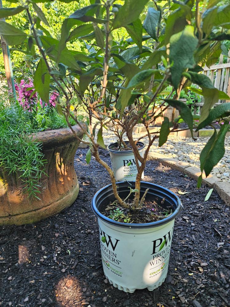 Pugster® Pinker™ Butterfly Bush (Buddleia hybrid) - Customer Photo From George Edwards