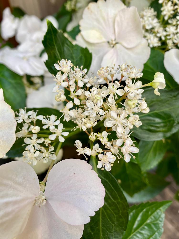 Fairytrail Bride™ Cascade Hydrangea - Customer Photo From L Brown