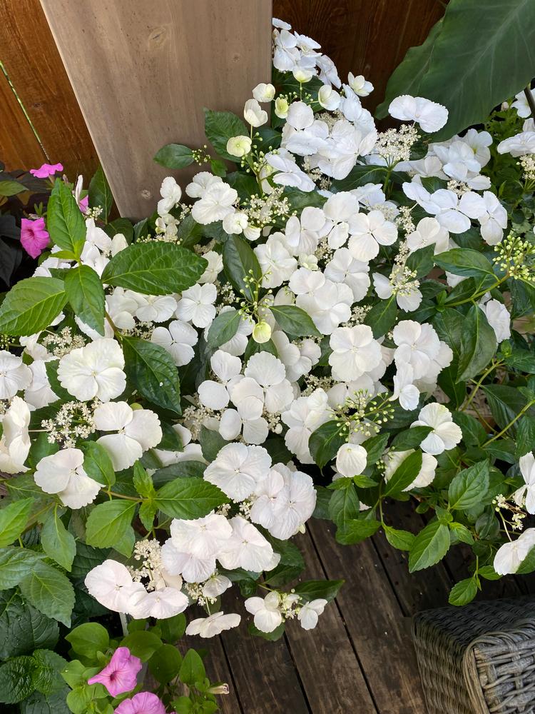 Fairytrail Bride™ Cascade Hydrangea - Customer Photo From L Brown