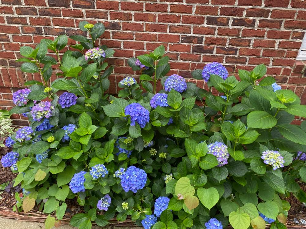 Fairytrail Bride™ Cascade Hydrangea - Customer Photo From Kelly Maceyka