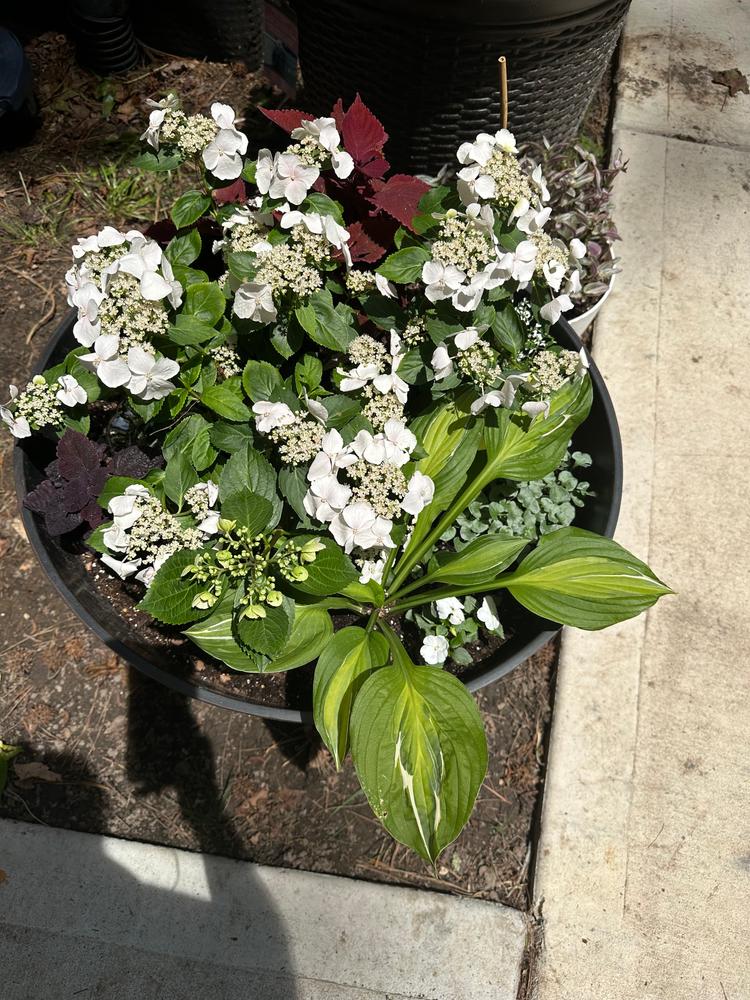 Proven Winners® Shrub Plants|Fairytrail Bride™ Cascade Hydrangea 