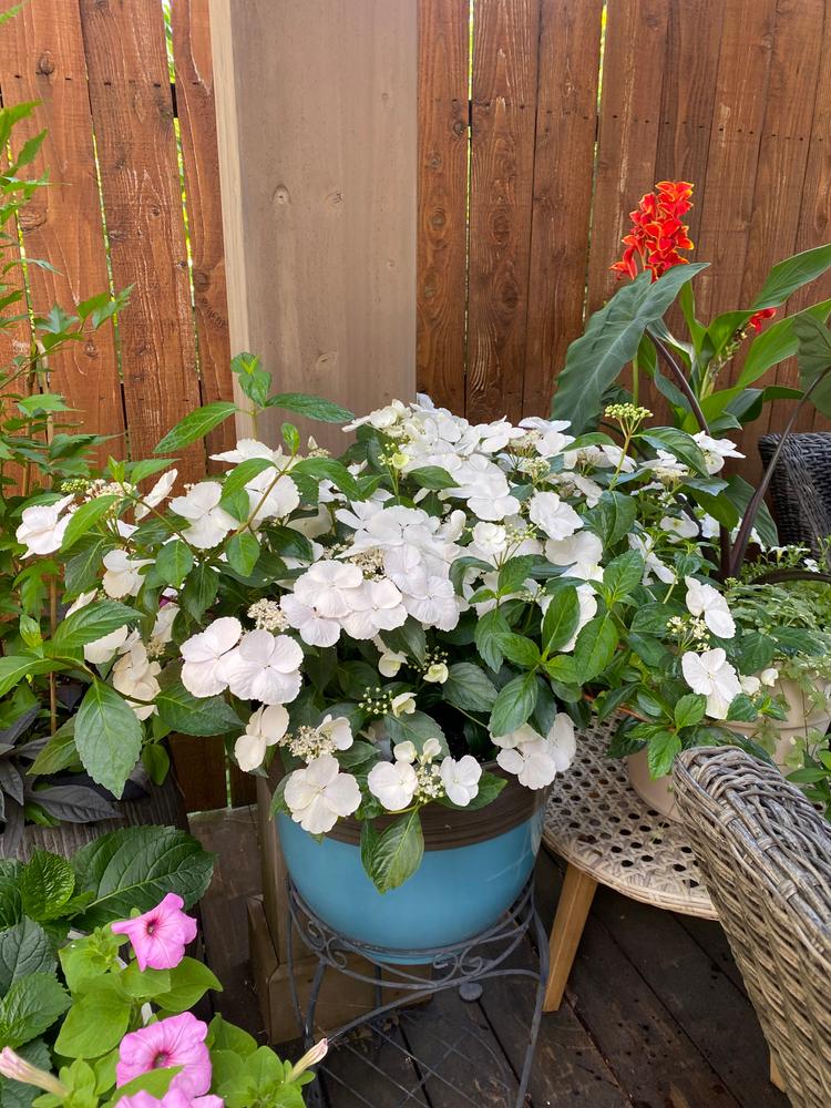 Proven Winners® Shrub Plants|Fairytrail Bride™ Cascade Hydrangea