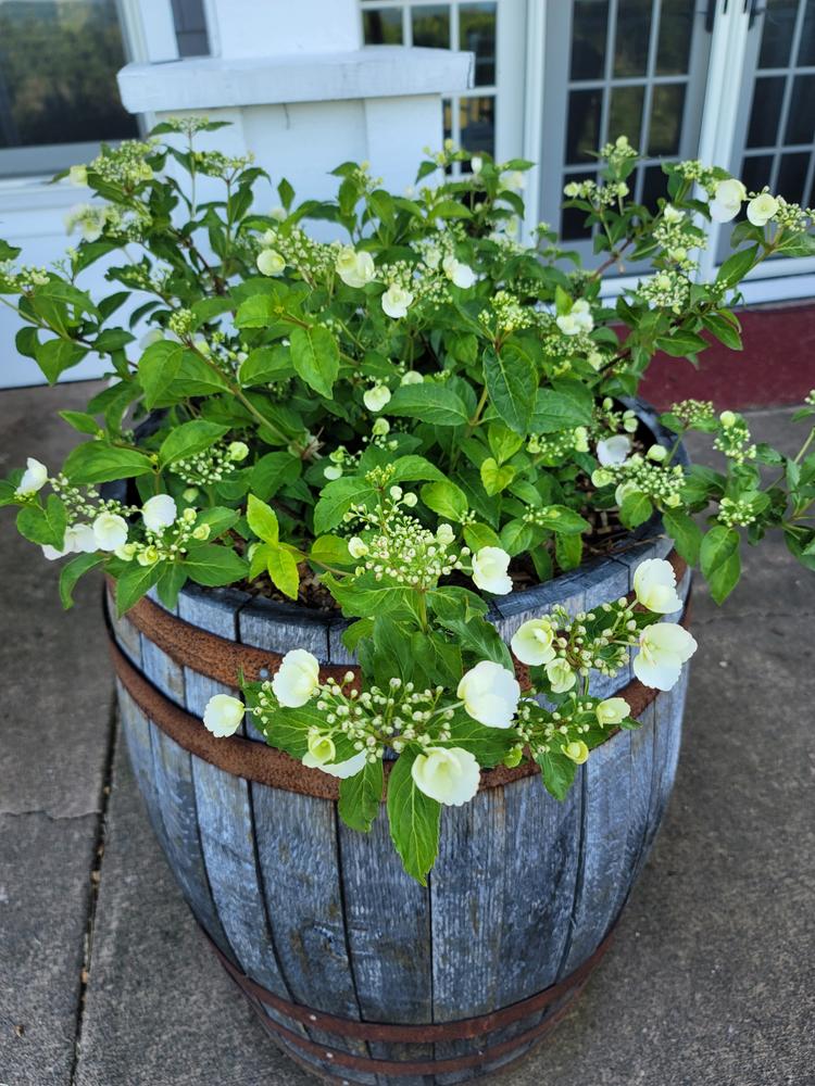 Fairytrail Bride™ Cascade Hydrangea - Customer Photo From Suzz