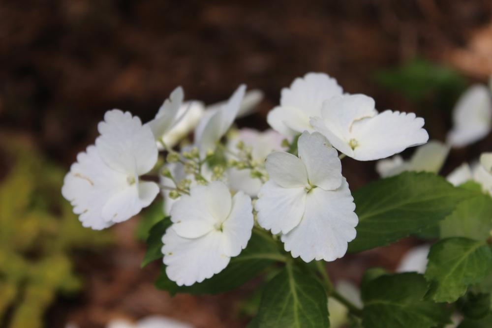 Fairytrail Bride™ Cascade Hydrangea - Customer Photo From Kelly Maceyka