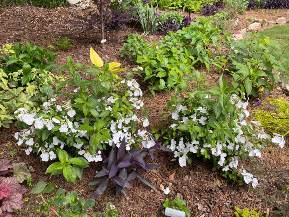 Fairytrail Bride™ Cascade Hydrangea - Customer Photo From Kelly Maceyka