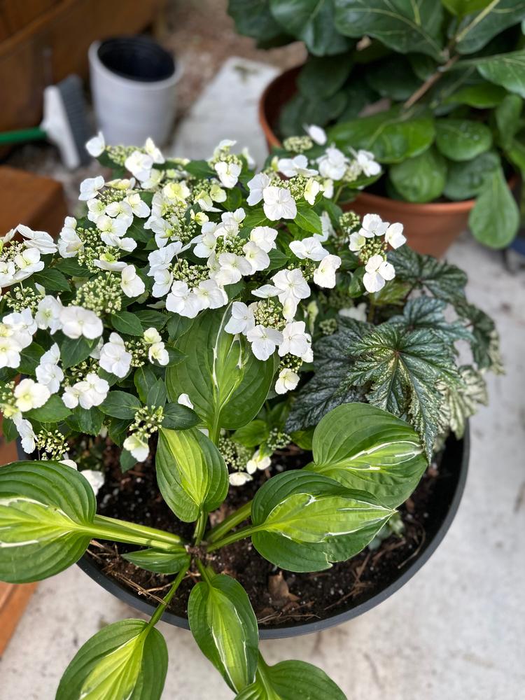 Fairytrail Bride™ Cascade Hydrangea - Customer Photo From Lisa Anderson Williams