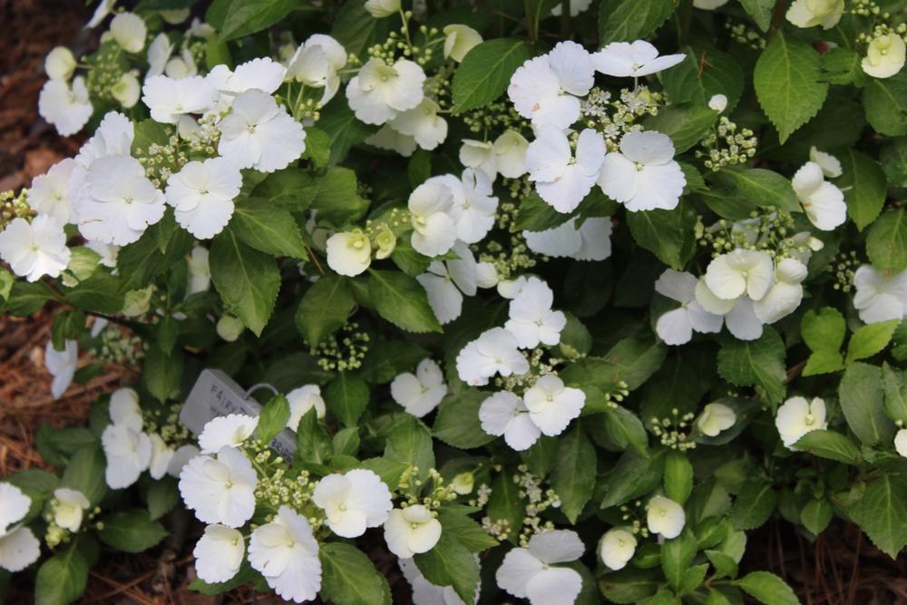 Fairytrail Bride™ Cascade Hydrangea - Customer Photo From Kelly Maceyka