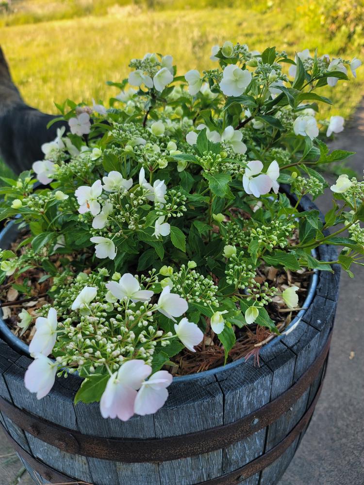 Fairytrail Bride™ Cascade Hydrangea - Customer Photo From Suzz