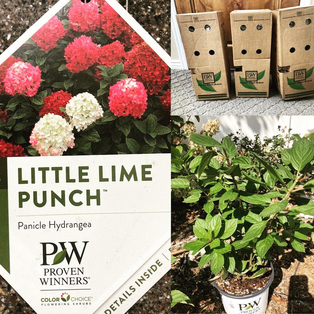 Little Lime Punch™ Panicle Hydrangea (Paniculata) - Customer Photo From Johanna Walker